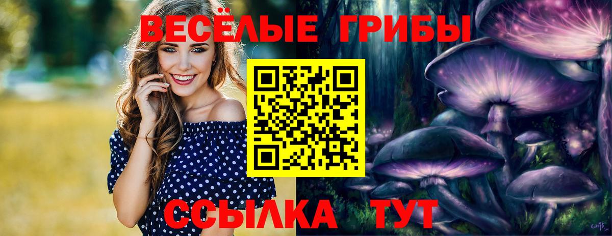 Галлюциногенные грибы Psilocybe Балахна